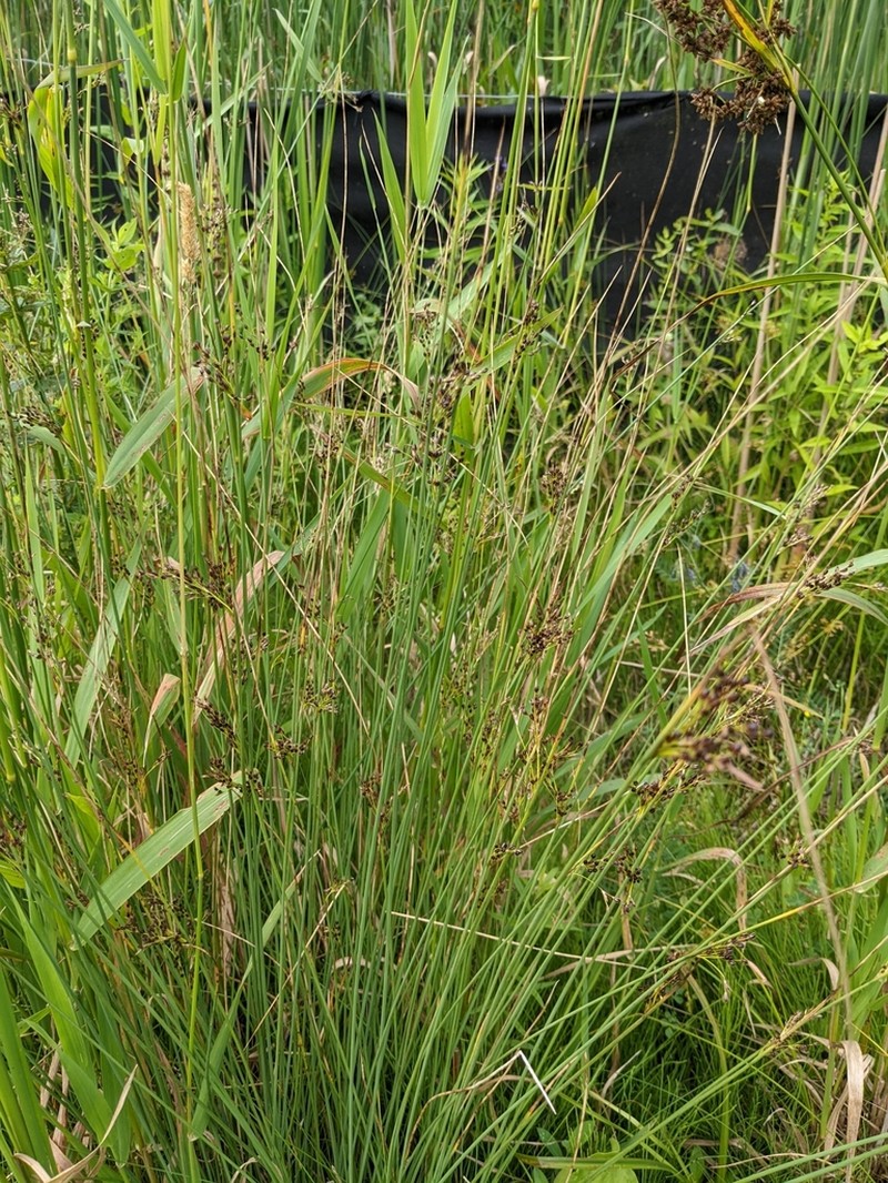 European Meadow Rush