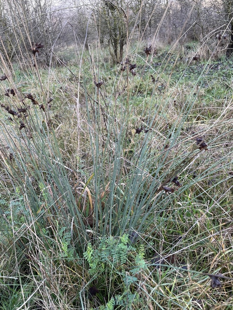 European Meadow Rush photo 2