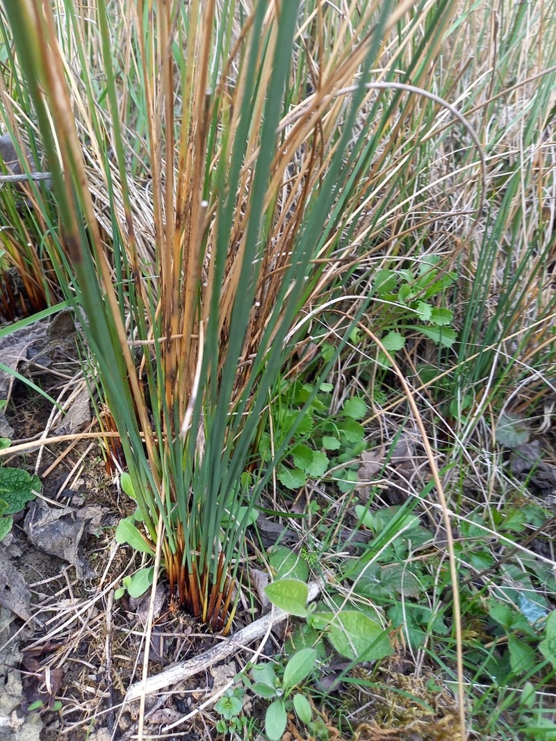 European Meadow Rush photo 3