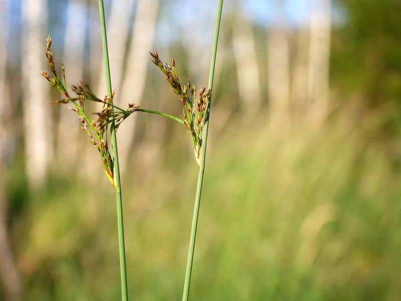 European Meadow Rush photo 5