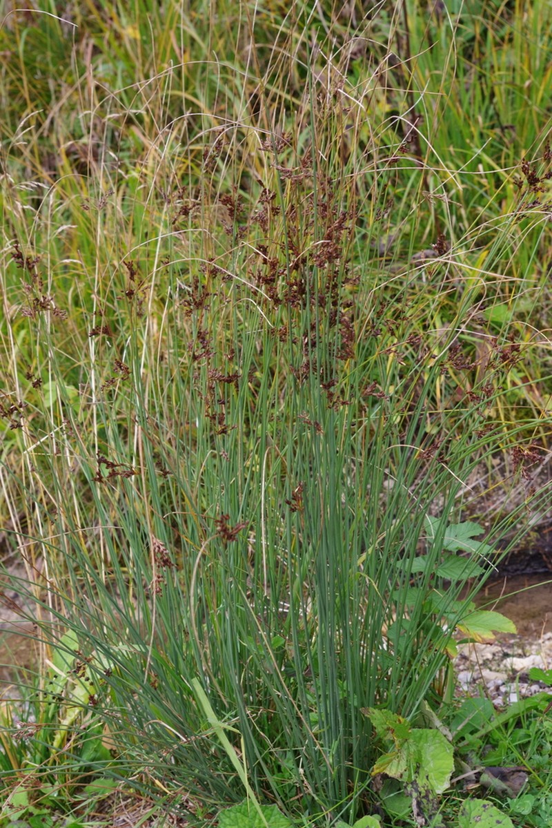 European Meadow Rush photo 6