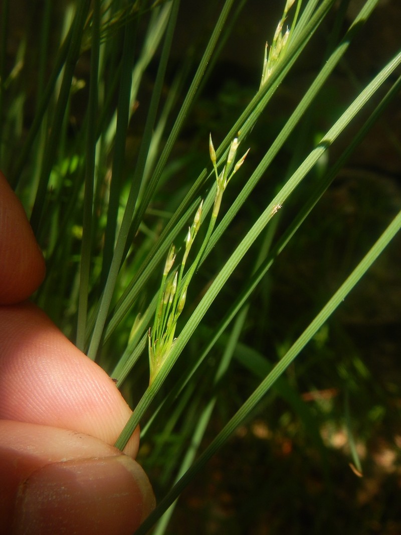 European Meadow Rush photo 7