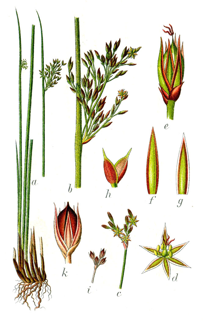 European Meadow Rush