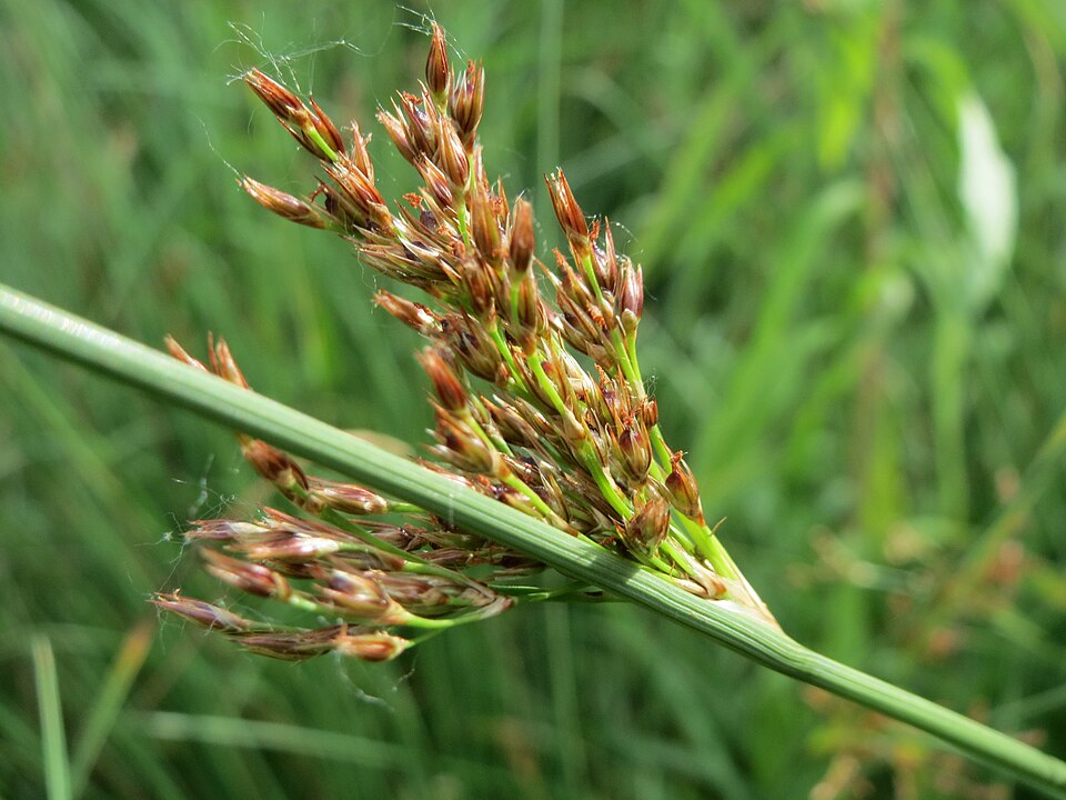 European Meadow Rush photo 3
