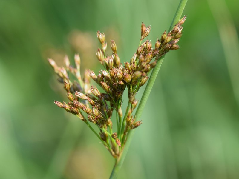 European Meadow Rush photo 4