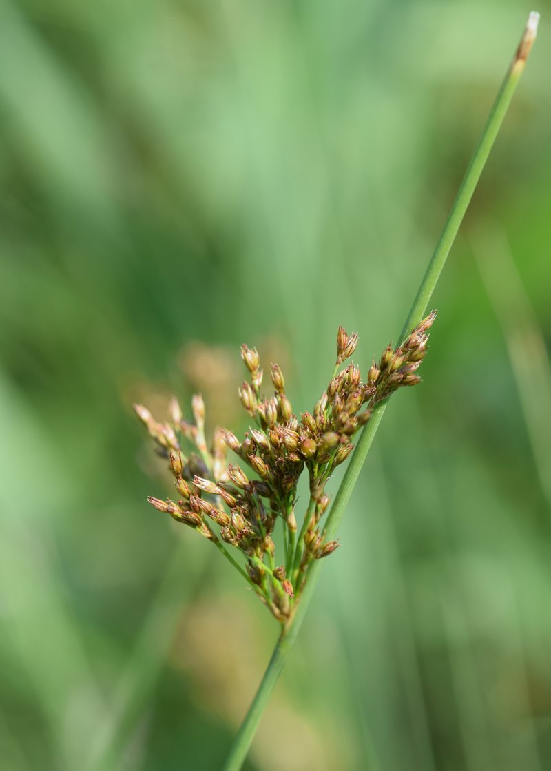 European Meadow Rush photo 5