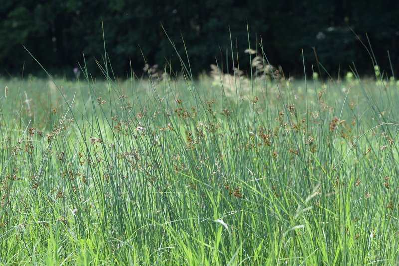European Meadow Rush photo 6