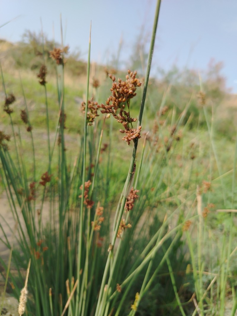 Juncus inflexus subsp. brachytepalus