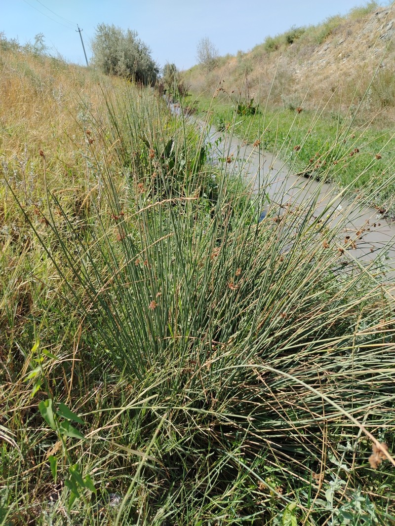 Juncus inflexus subsp. brachytepalus photo 2