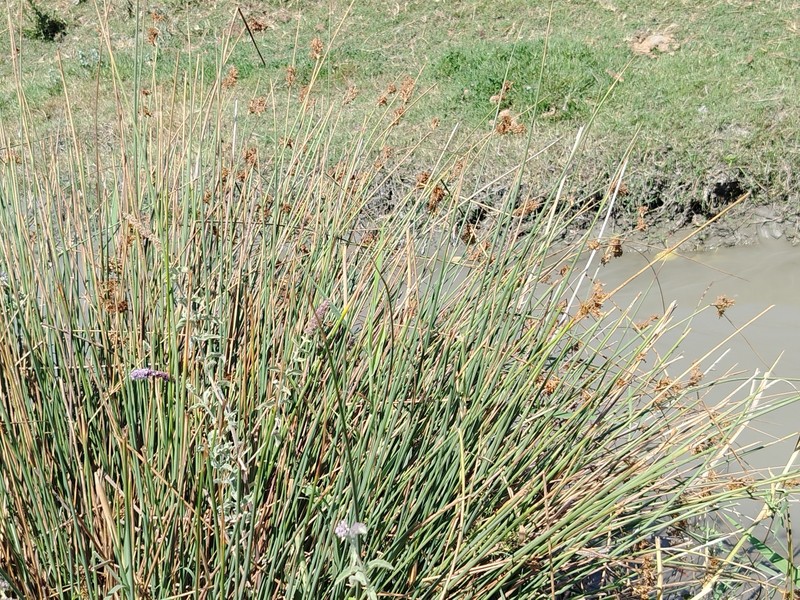 Juncus inflexus subsp. brachytepalus photo 3