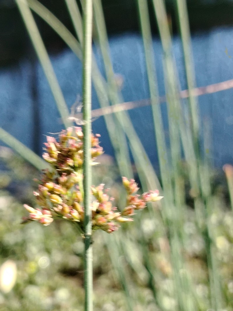 Juncus inflexus subsp. brachytepalus photo 4