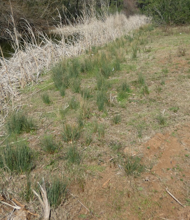 Juncus inflexus subsp. inflexus