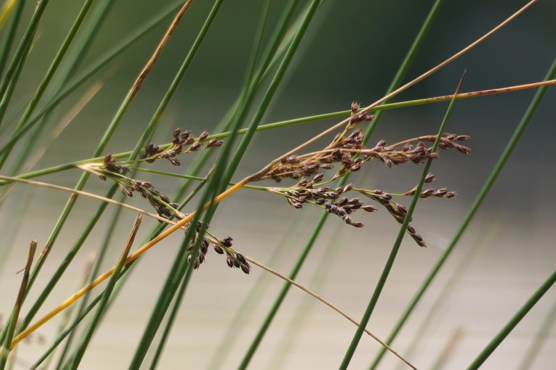 Juncus inflexus subsp. inflexus photo 2