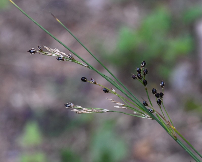 Juncus inflexus subsp. inflexus photo 3