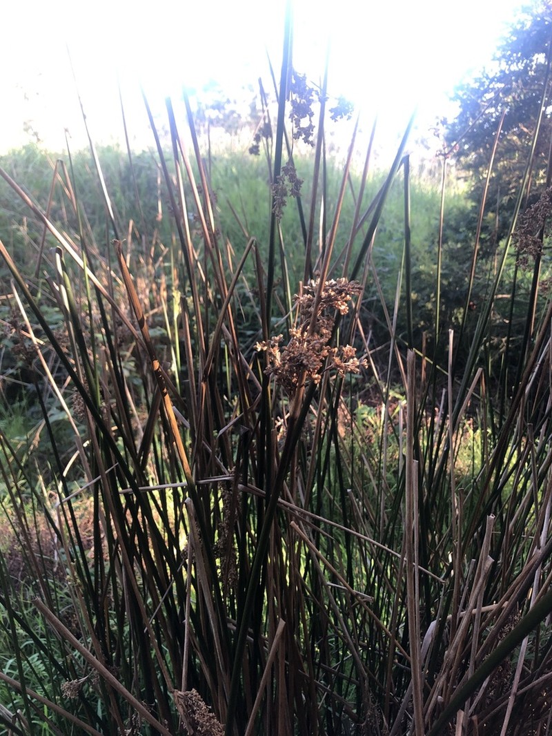 Juncus ingens