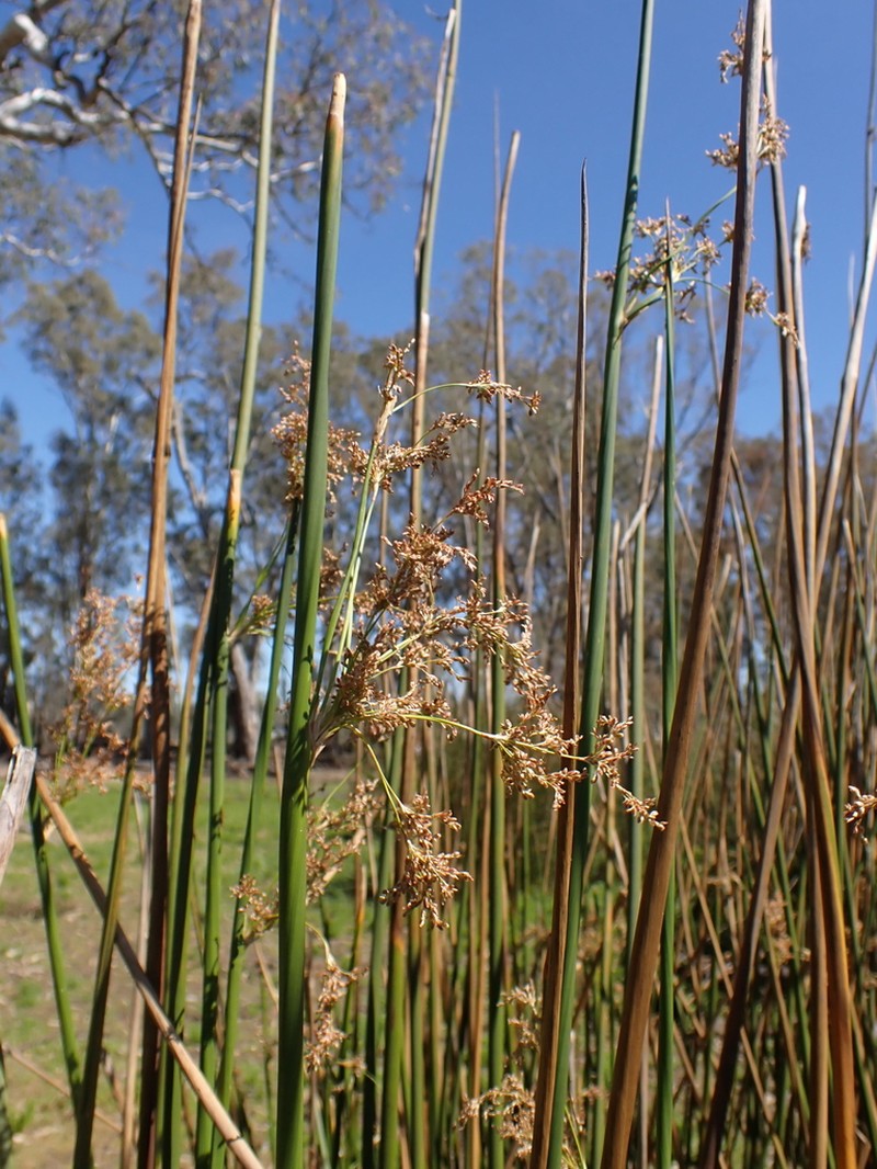 Juncus ingens photo 2