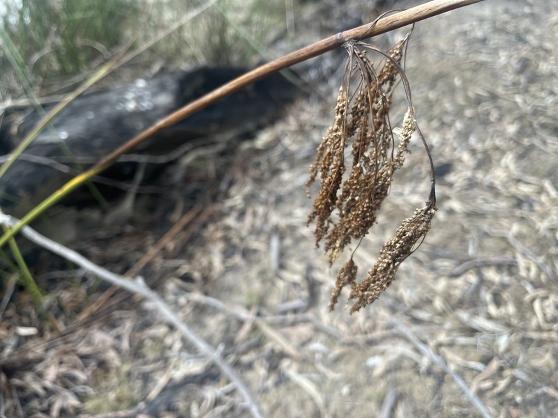 Juncus ingens photo 3
