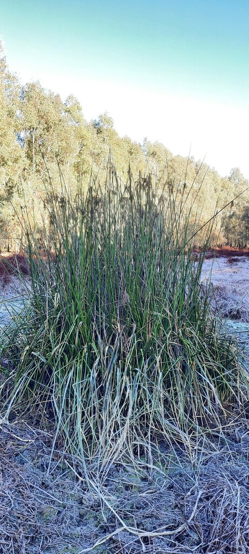 Juncus ingens photo 4