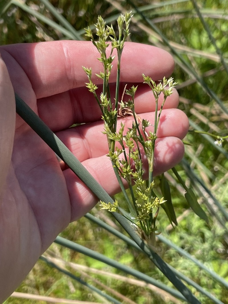 Juncus ingens photo 5