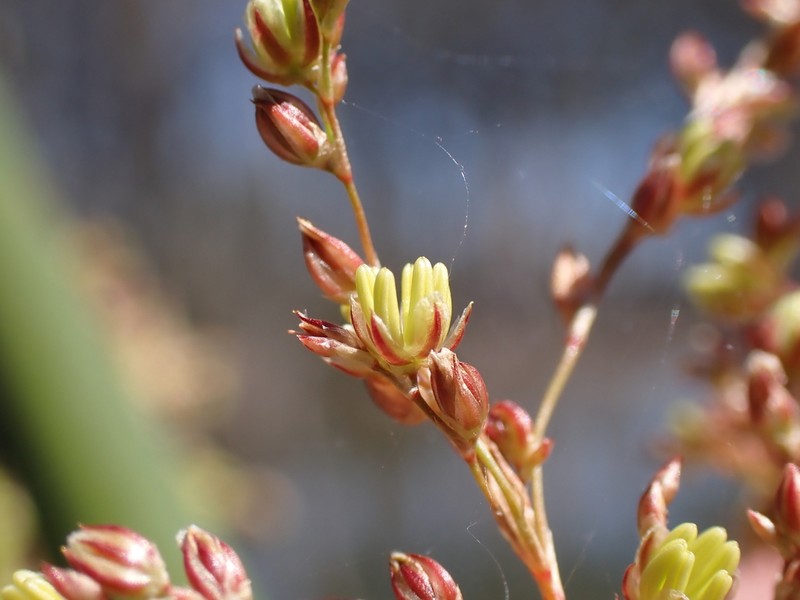 Juncus ingens photo 6