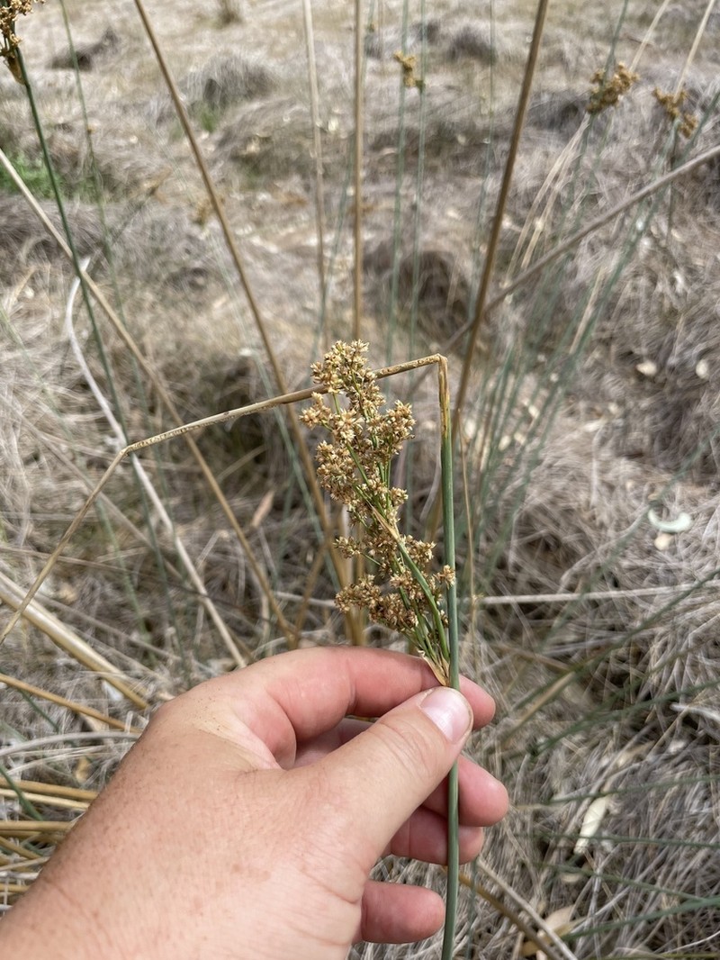 Juncus ingens photo 7