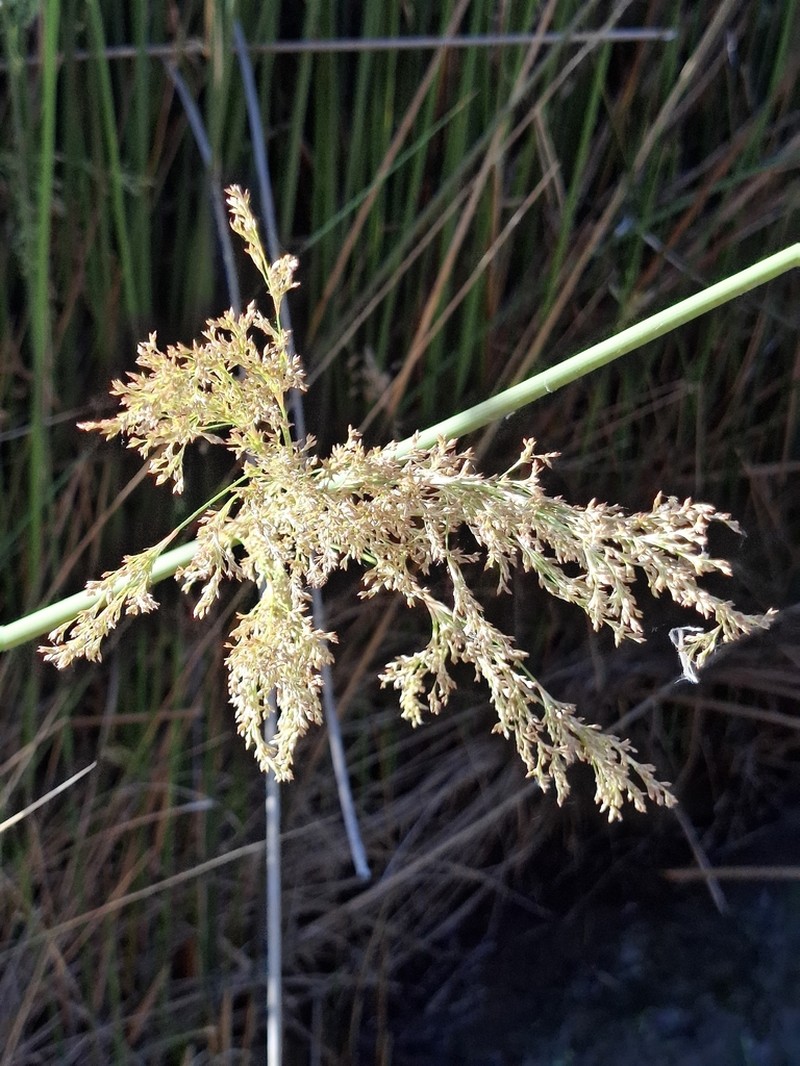Juncus ingens photo 8