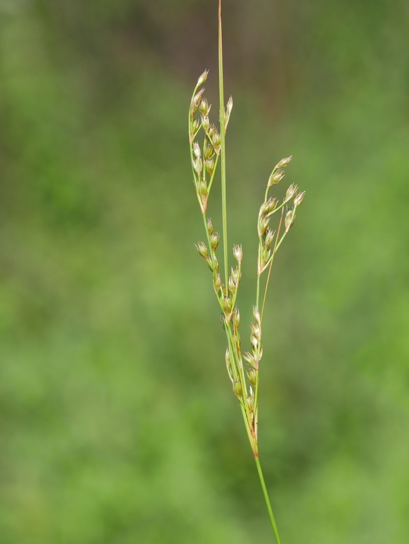 Inland Rush photo 2
