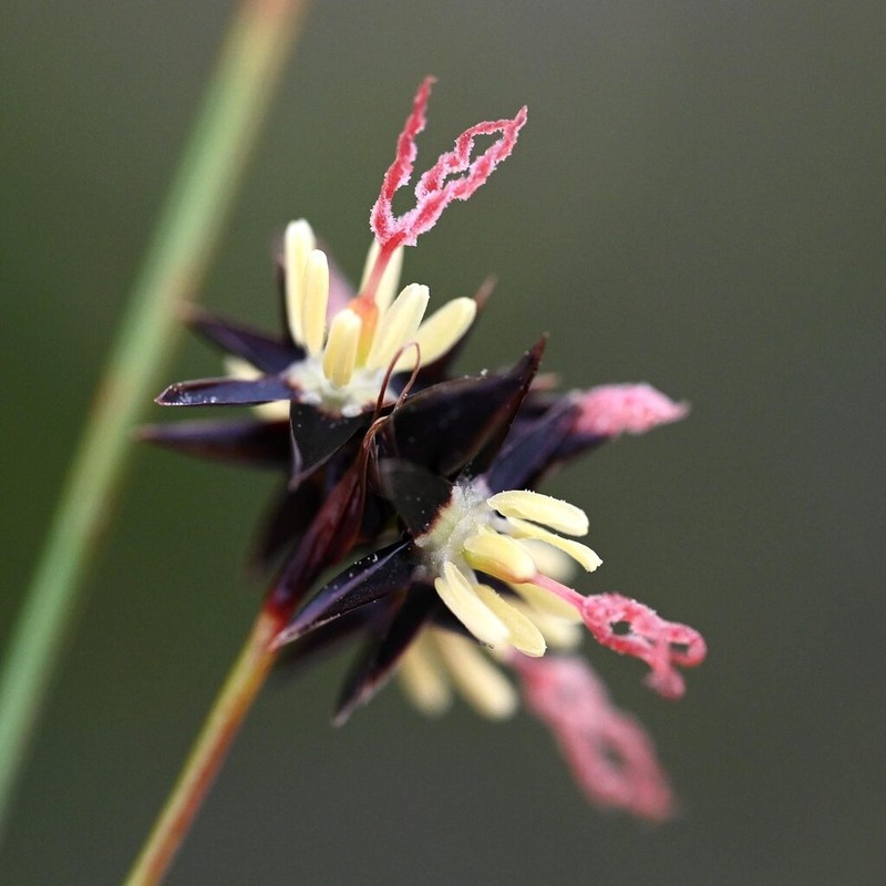 Juncus jacquinii
