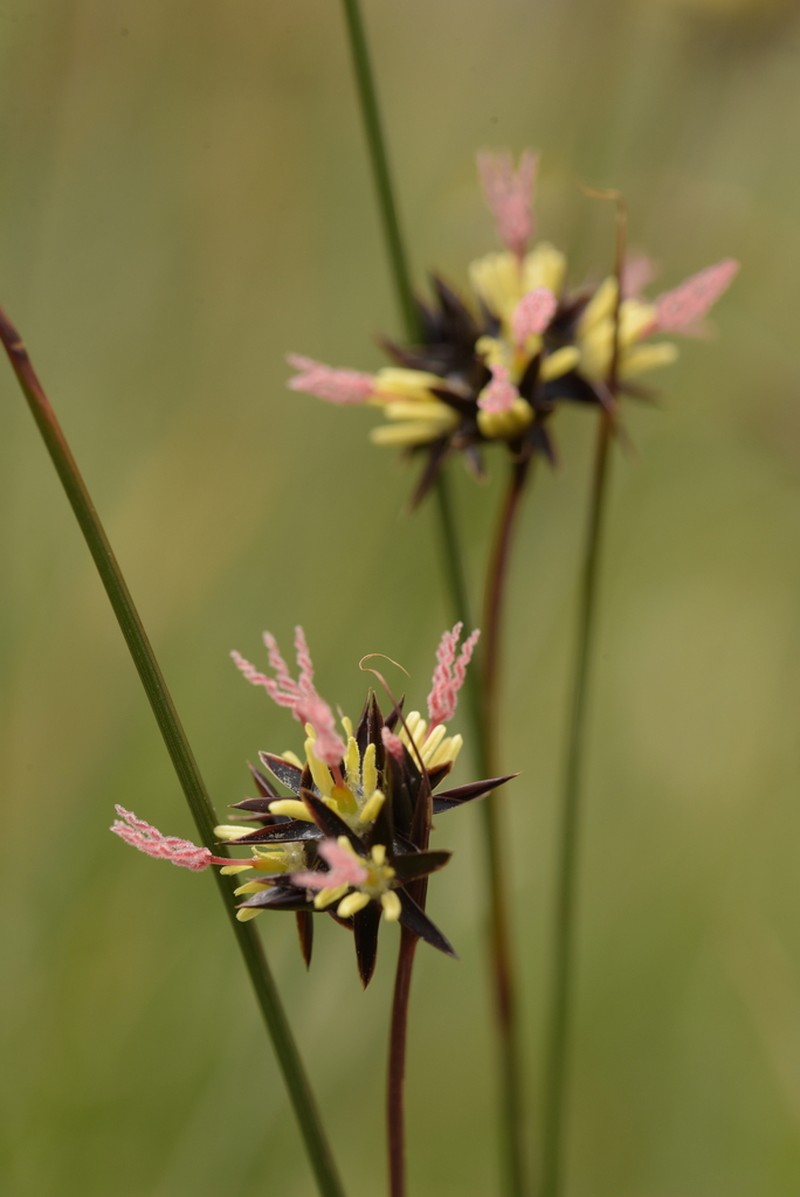 Juncus jacquinii photo 2