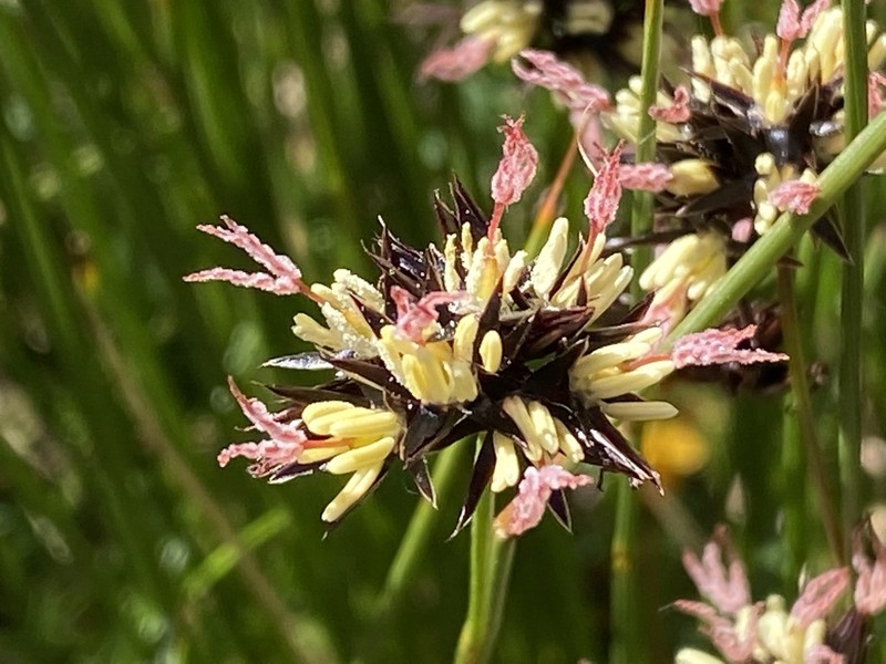 Juncus jacquinii photo 3