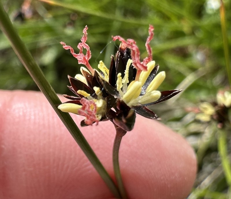 Juncus jacquinii photo 4