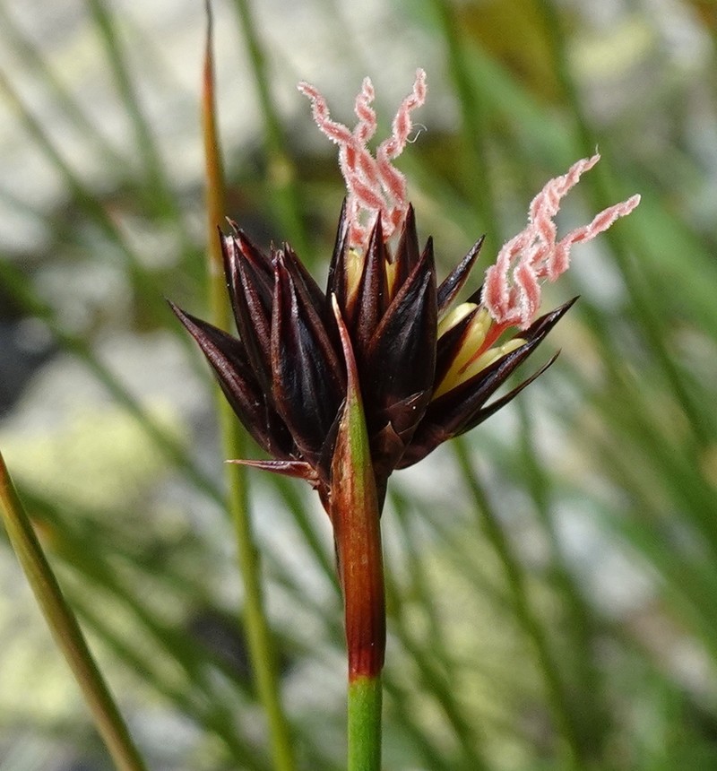 Juncus jacquinii photo 5
