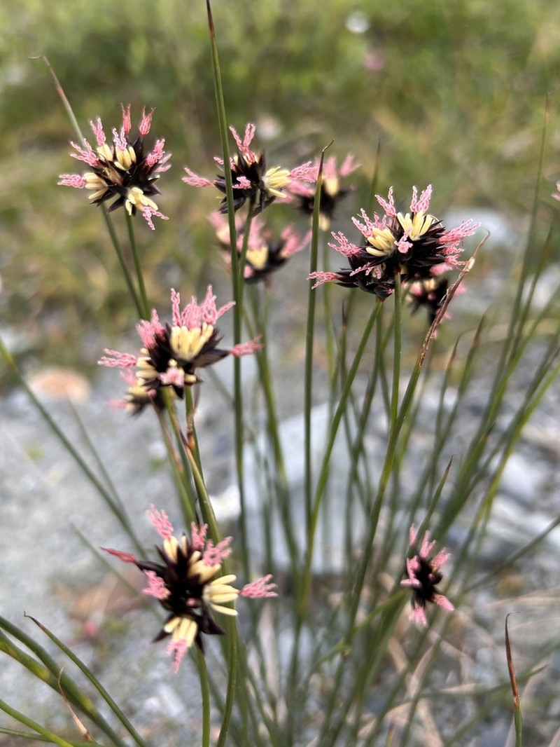 Juncus jacquinii photo 6