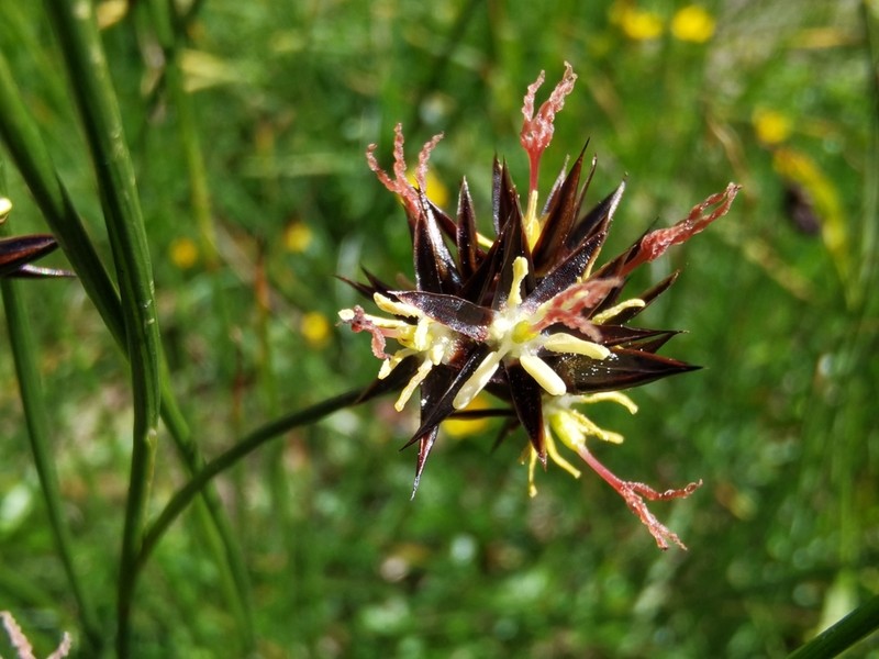 Juncus jacquinii photo 7
