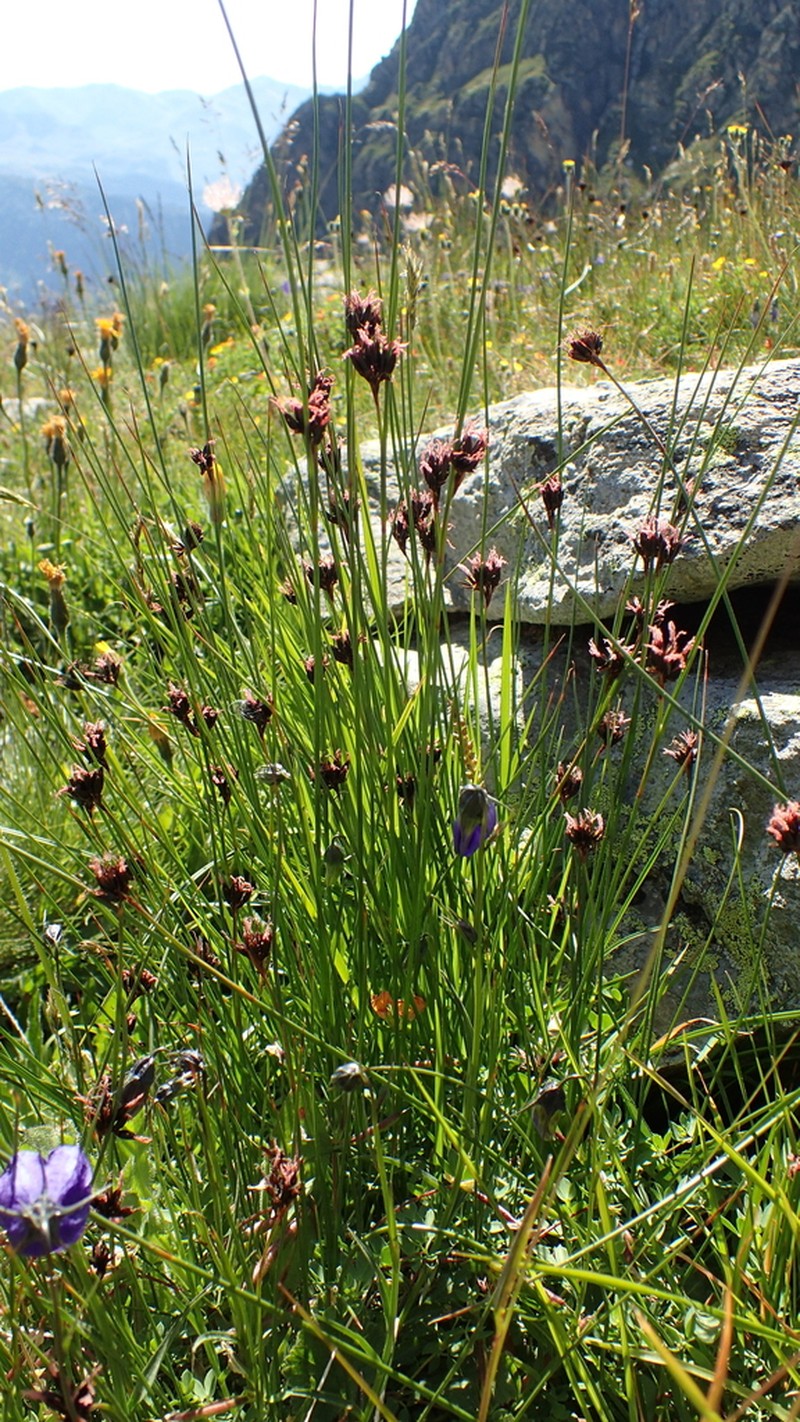 Juncus jacquinii photo 8