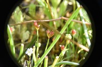 Kellogg's Dwarf Rush