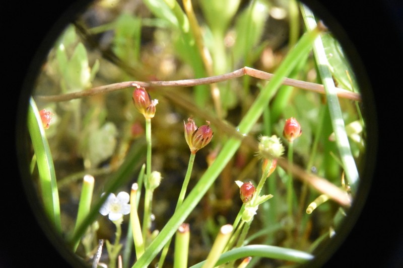 Kellogg's Dwarf Rush