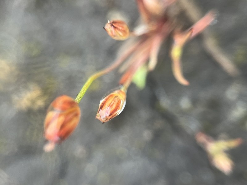 Kellogg's Dwarf Rush photo 2