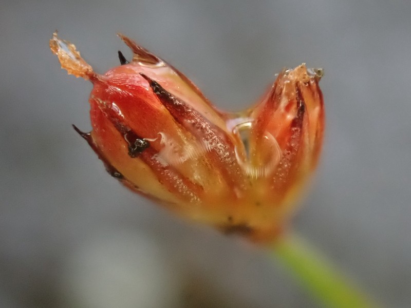 Kellogg's Dwarf Rush photo 3