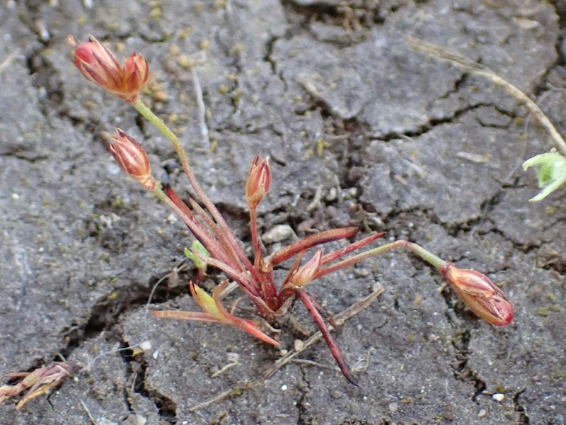 Kellogg's Dwarf Rush photo 4