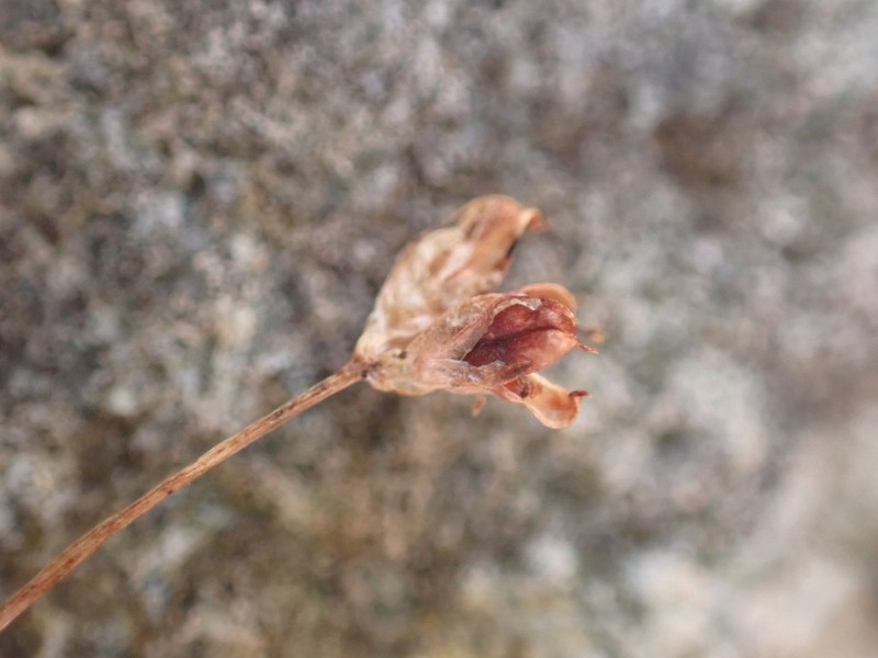 Kellogg's Dwarf Rush photo 5