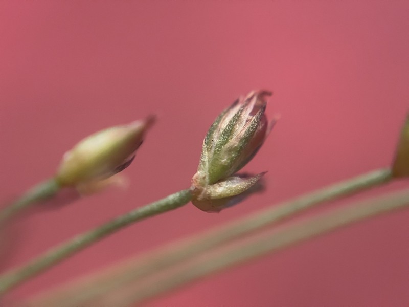 Kellogg's Dwarf Rush photo 6