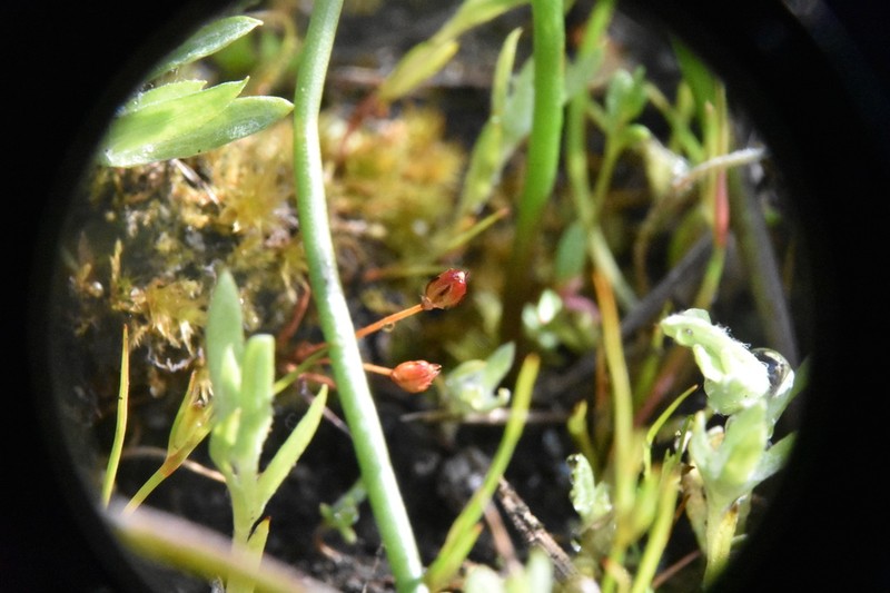 Kellogg's Dwarf Rush photo 7