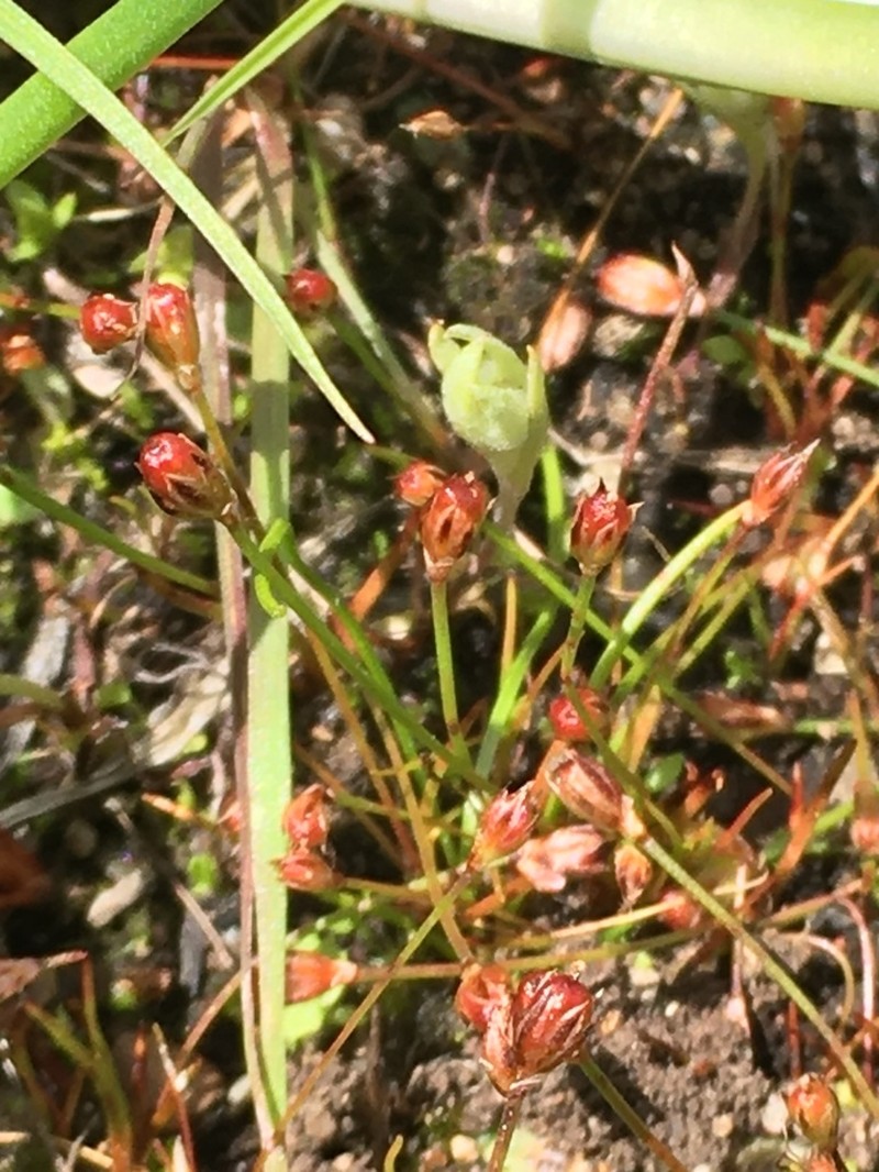 Kellogg's Dwarf Rush photo 8