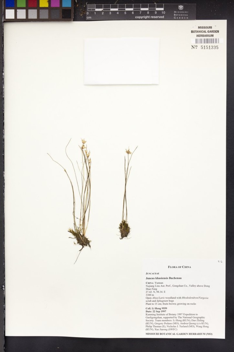 Juncus khasiensis