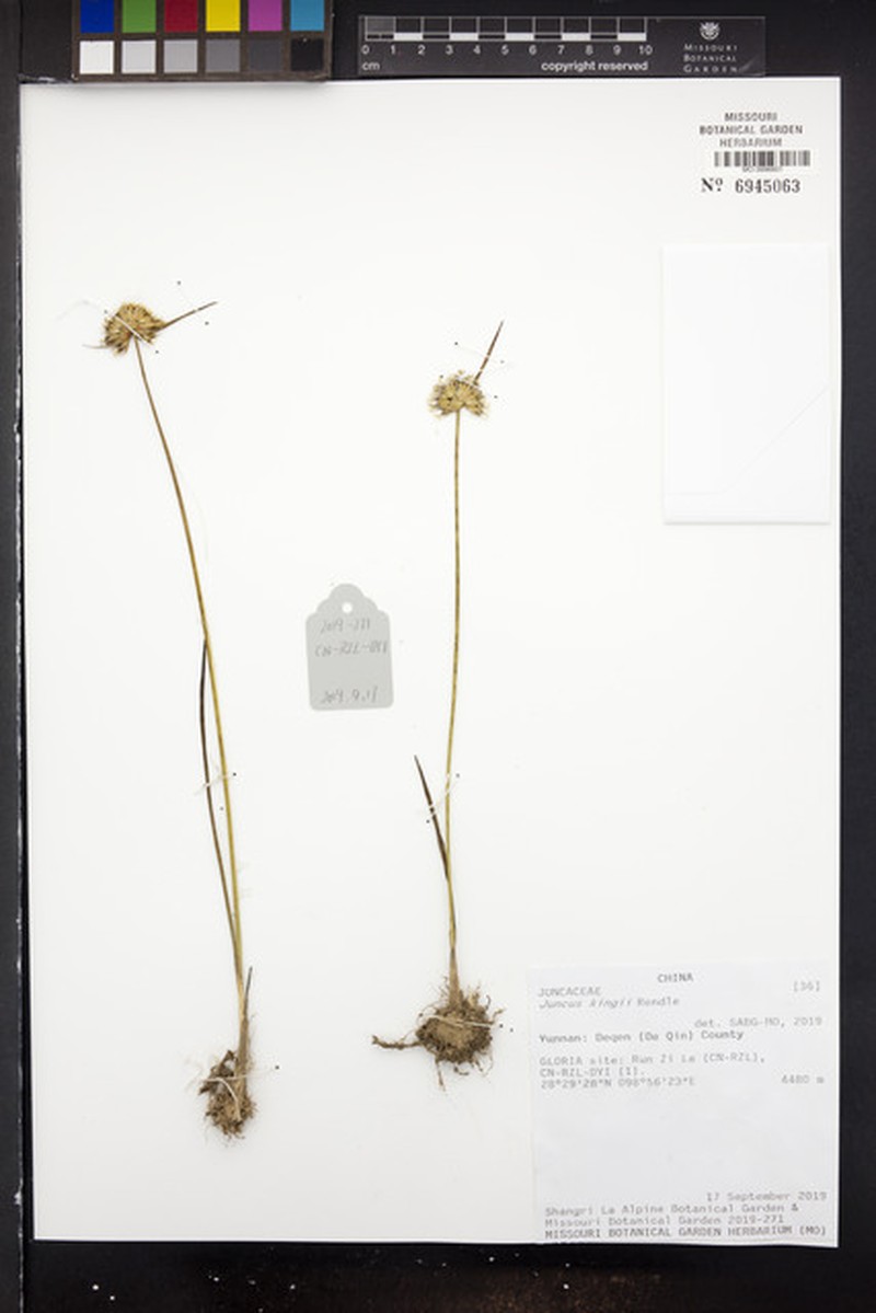 Juncus kingii