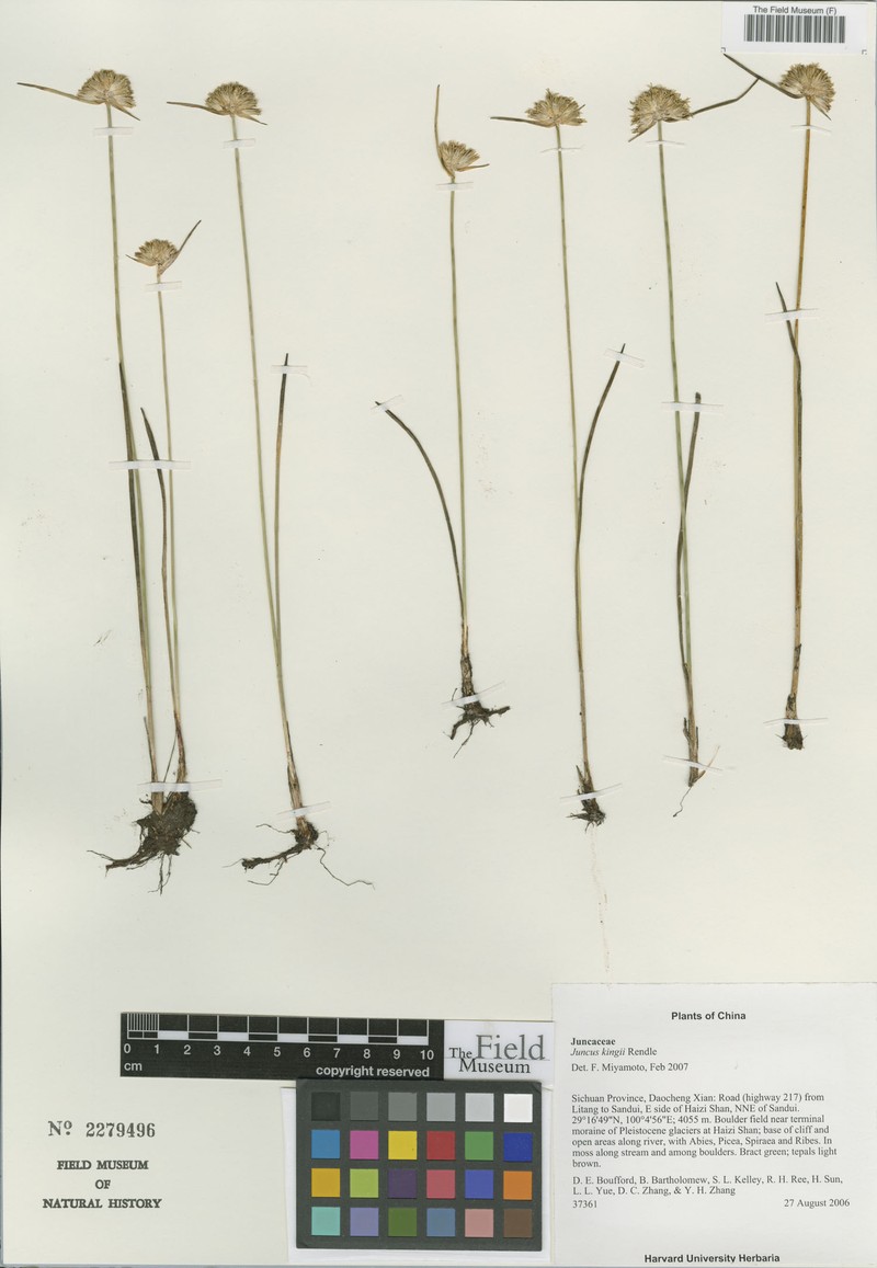 Juncus kingii photo 2