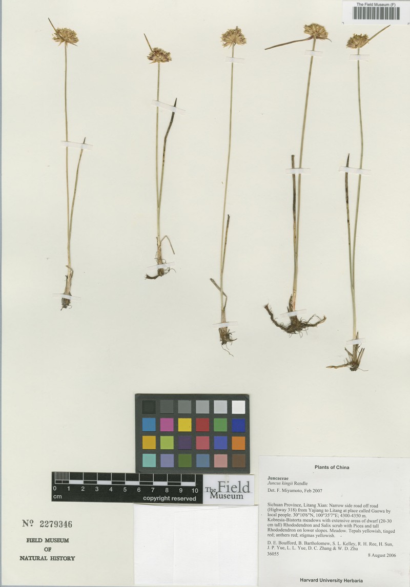 Juncus kingii photo 3