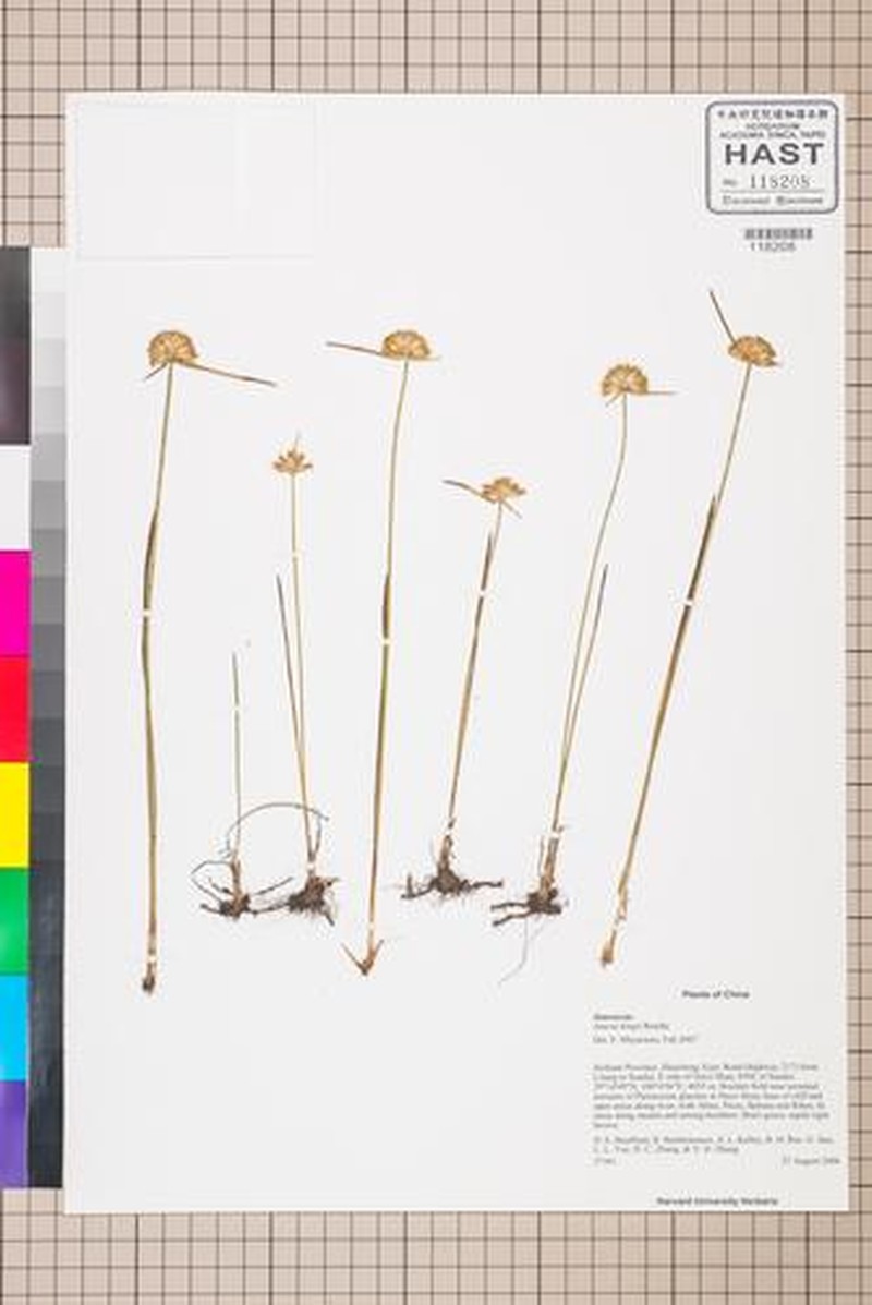 Juncus kingii photo 4