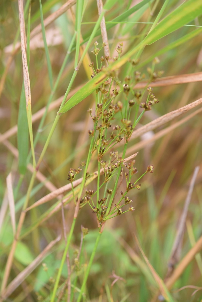 Juncus krameri